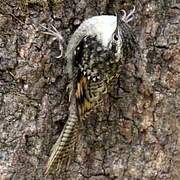 Bar-tailed Treecreeper