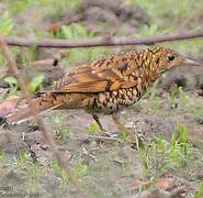 White's Thrush