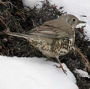 Mistle Thrush