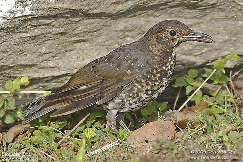 Long-billed Thrushjuvenile