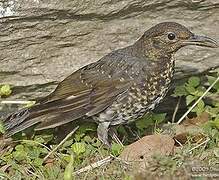 Long-billed Thrush