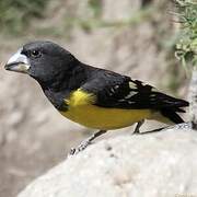 Spot-winged Grosbeak