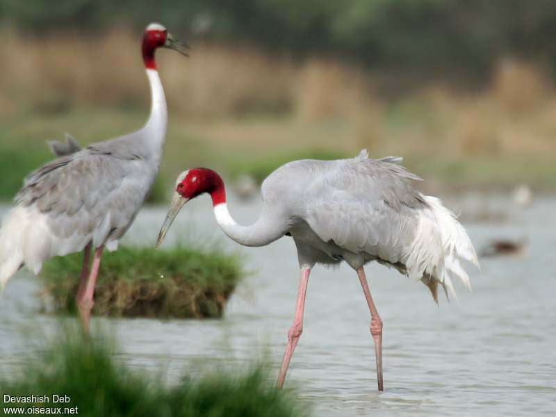 Sarus crane - Wikipedia