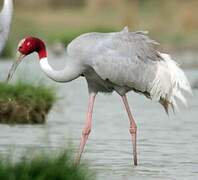 Sarus Crane