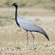 Demoiselle Crane