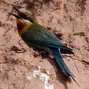 Blue-tailed Bee-eater