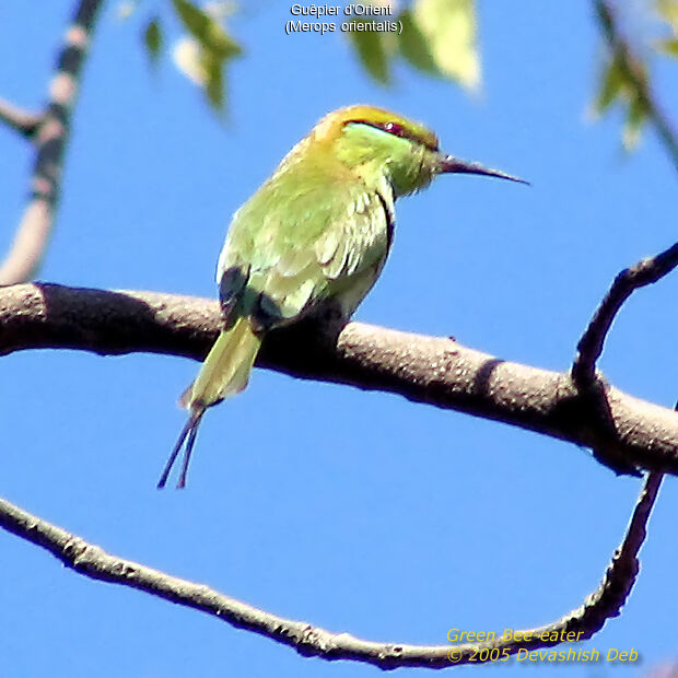 Green Bee-eater