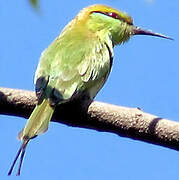 Green Bee-eater