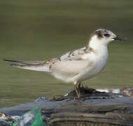 Whiskered Tern