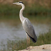 Grey Heron