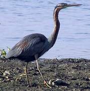 Purple Heron