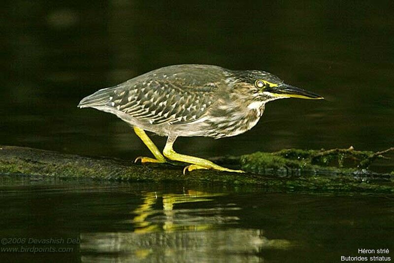 Striated Heron