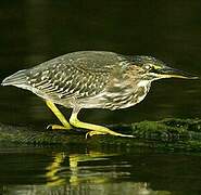 Striated Heron