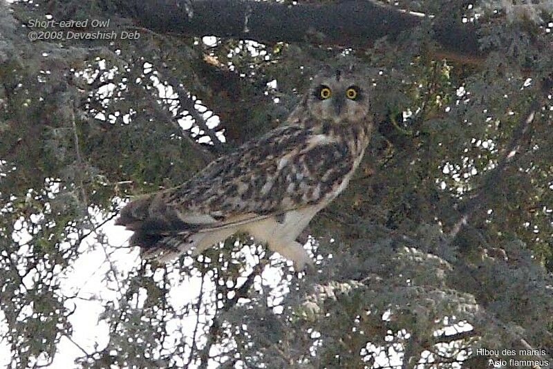 Hibou des marais