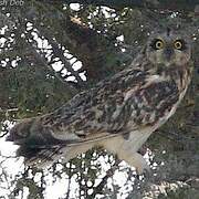 Short-eared Owl