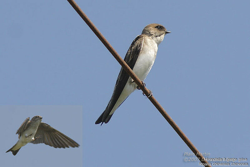 Grey-throated Martin, identification