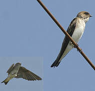 Grey-throated Martin