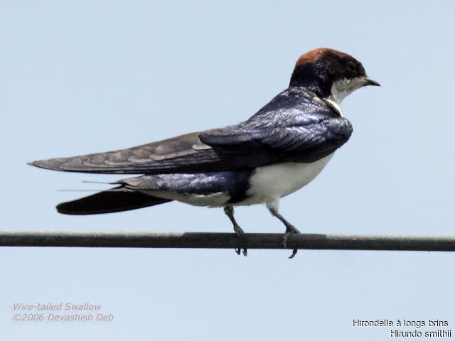 Hirondelle à longs brinsadulte