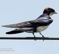 Wire-tailed Swallow