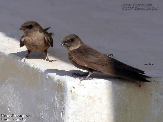 Dusky Crag Martin adult