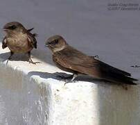 Dusky Crag Martin