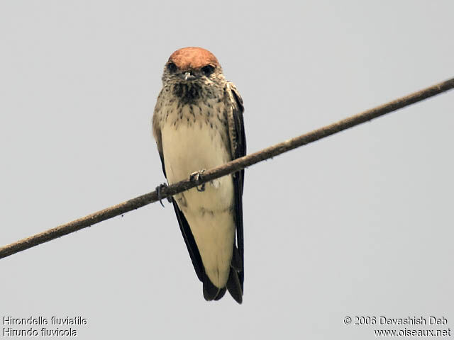 Hirondelle fluviatile