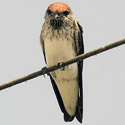 Streak-throated Swallow