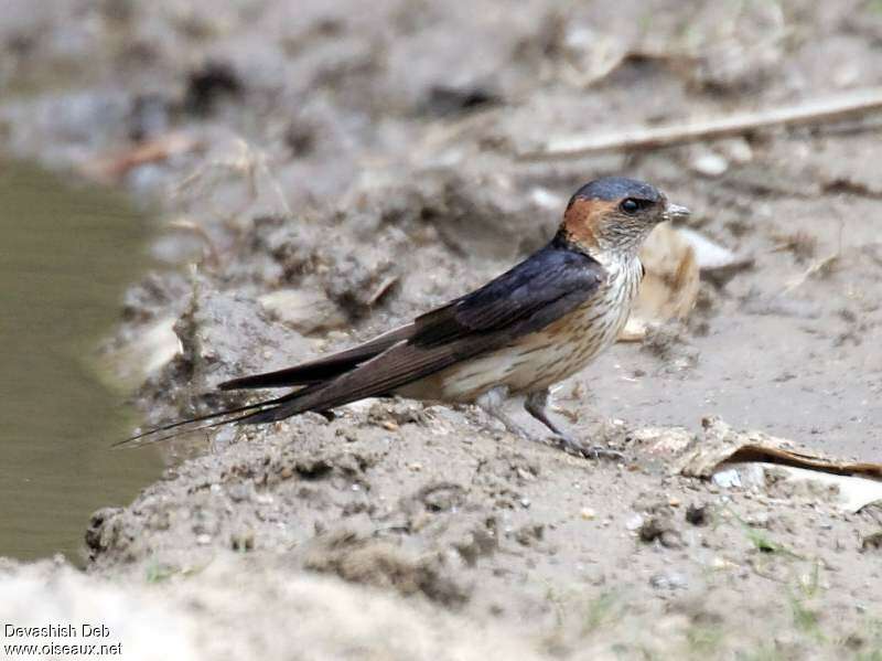 Hirondelle rousselineadulte