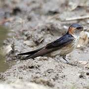 European Red-rumped Swallow