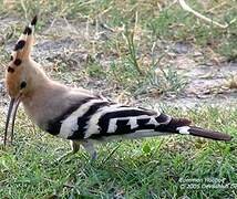 Eurasian Hoopoe