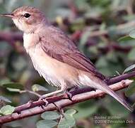 Booted Warbler