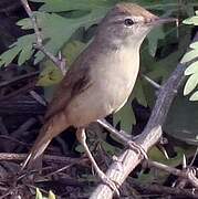 Sykes's Warbler