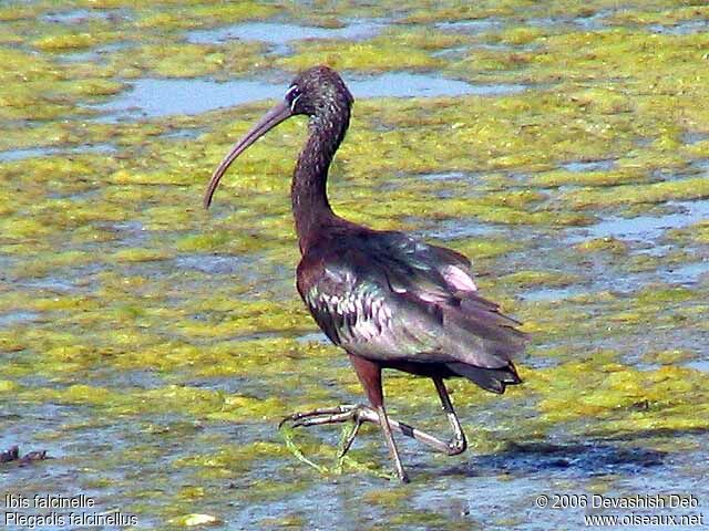 Glossy Ibis