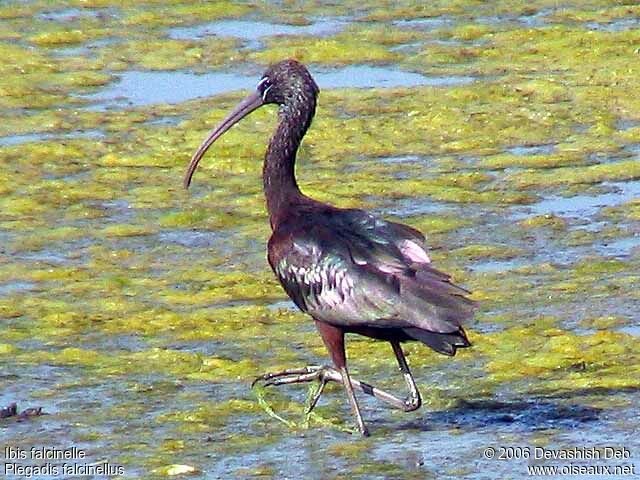 Glossy Ibis