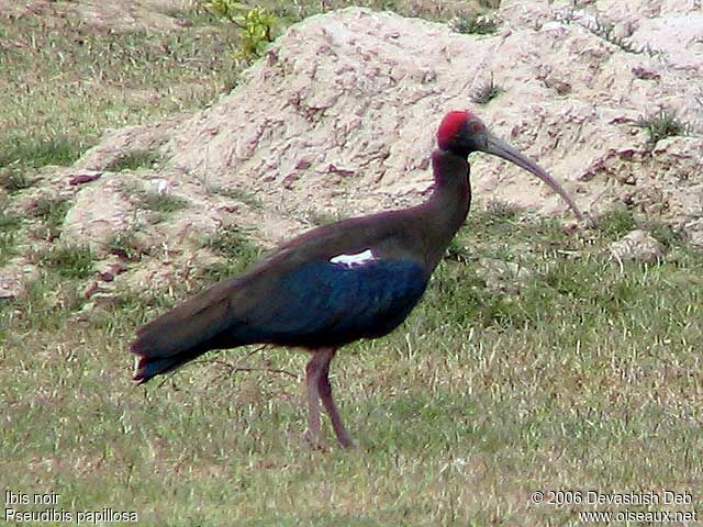 Ibis noiradulte