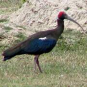 Red-naped Ibis