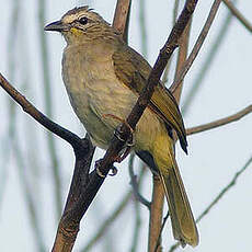 Bulbul à sourcils blancs