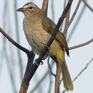 Bulbul à sourcils blancs