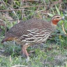 Francolin multiraie