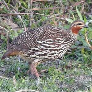 Francolin multiraie