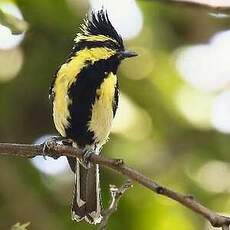 Mésange à joues jaunes