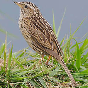 Pipit montagnard