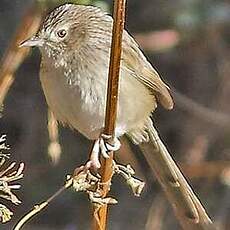 Prinia crinigère