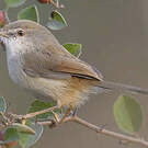 Prinia de Hodgson