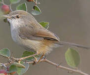 Prinia de Hodgson