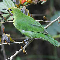 Verdin à front d'or