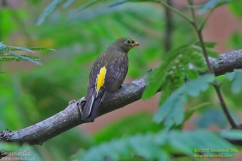 Indicateur à dos jaune mâle adulte, identification