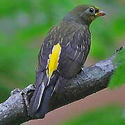 Yellow-rumped Honeyguide