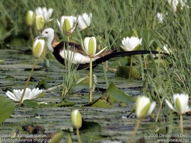 Jacana à longue queueadulte nuptial