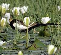 Jacana à longue queue